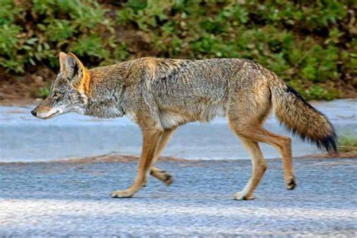 
Dad Rescues 2-Year-Old Daughter from Coyote Attack in Their Front Yard 