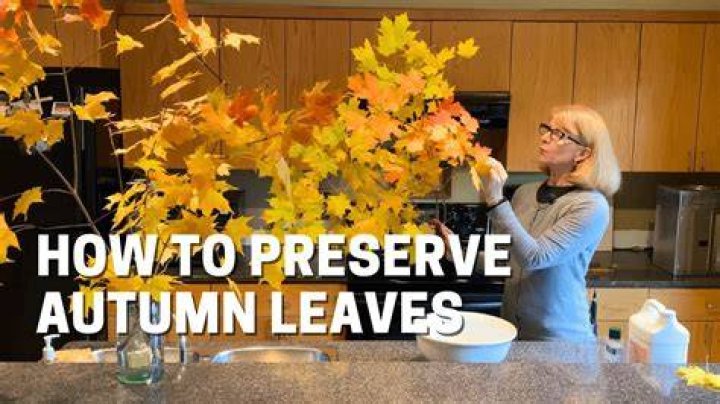 How to preserve green leaves