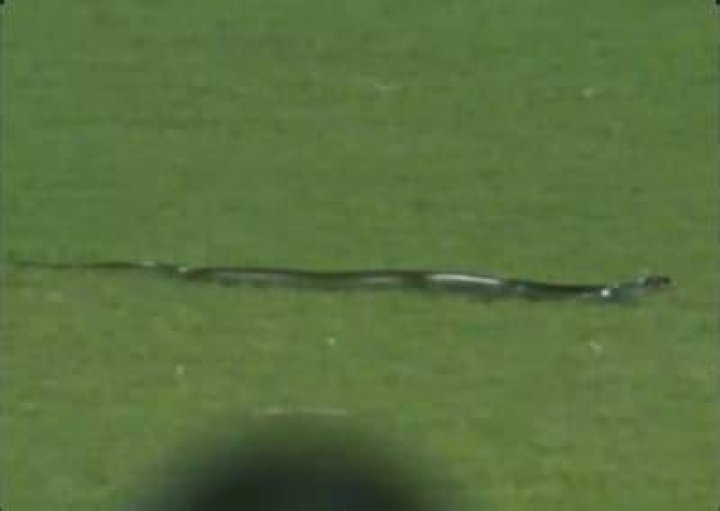 
IND v SA: Snake on field, floodlight failure cause stoppages in second T20I at Guwahati 