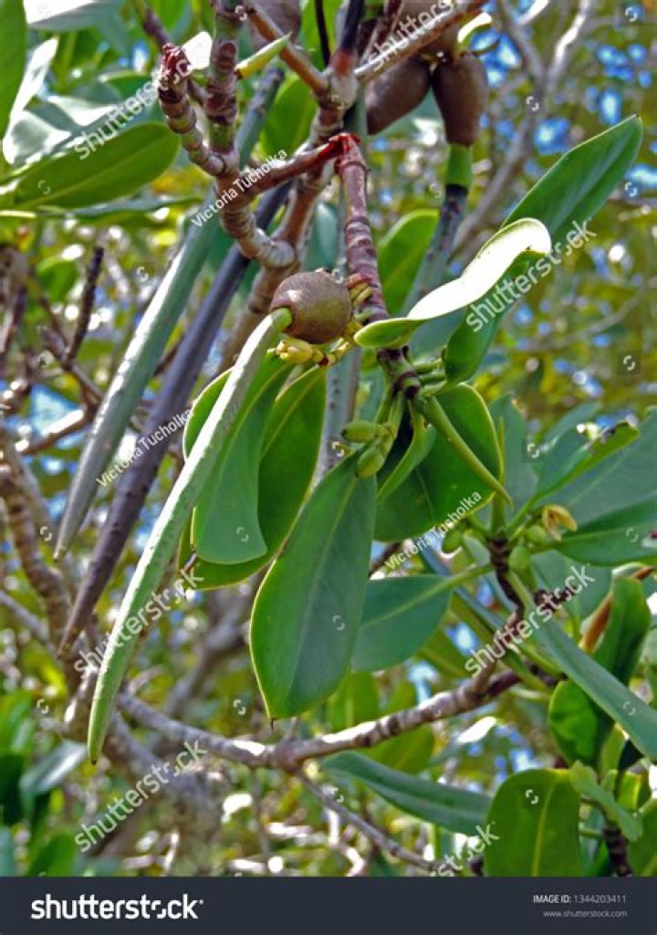 Is it illegal to take mangrove seeds
