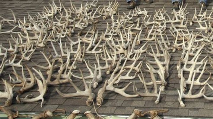
Man Discovers Human Skeleton While Collecting Deer Antlers in Kansas 