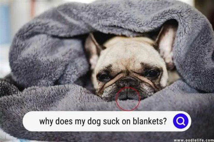 Why does my dog attack me when im under a blanket