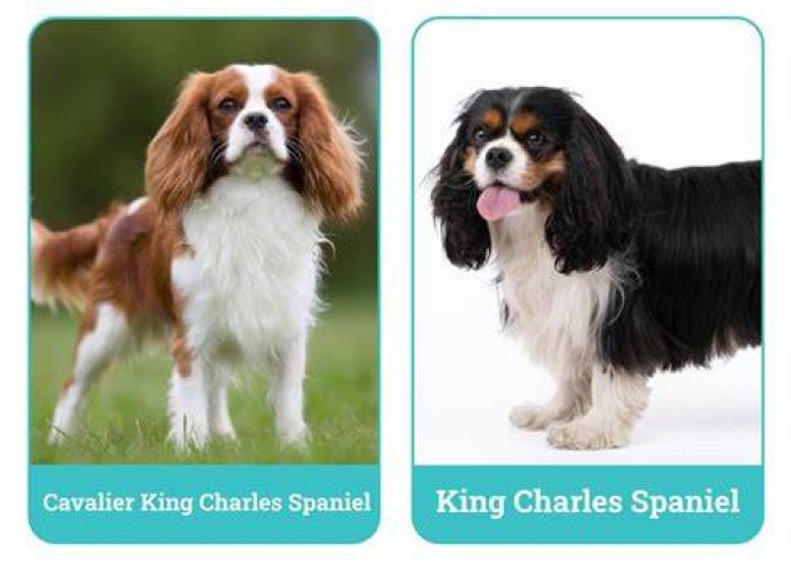 
Why is cavalier King Charles spaniel named after the British monarch? 